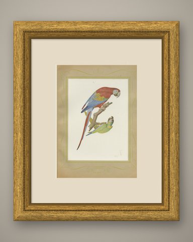 Scarlet Macaw with Parakeets, Brazilian Bird Print, Descourtilz, 1944, shown framed