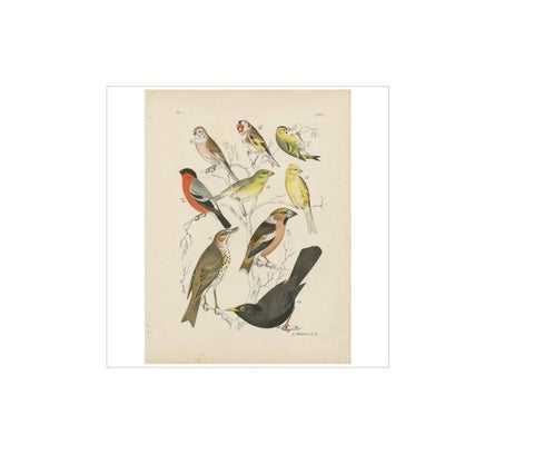 Antique Bird Print of the Goldfinch, Common Blackbird and Bullfinch (1886), view 4