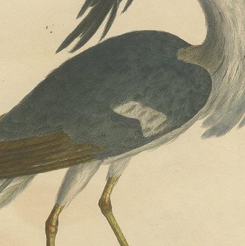 Antique Bird Print of the Boat-Billed Heron by Goldfuss, circa 1824, close-up 2