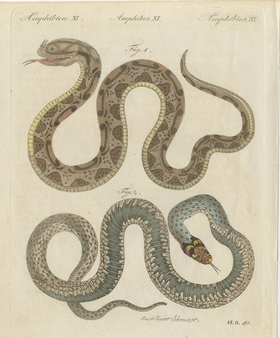 Two Snakes with Bold Head Markings, Antique Bertuch Print, Vienna, circa 1805