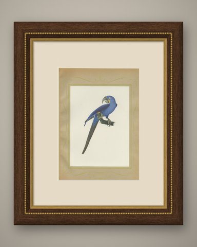 Hyacinth Macaw, Brazilian Bird Print, Descourtilz, 1944, shown framed