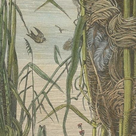 Antique Decorative Print of Warbler Nests, 1854, close-up 3