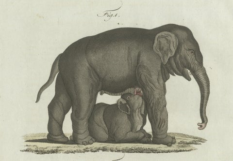 Original Antique Print of Elephant and Mysterious Sukotyro by Bertuch, c. 1800, close-up 4