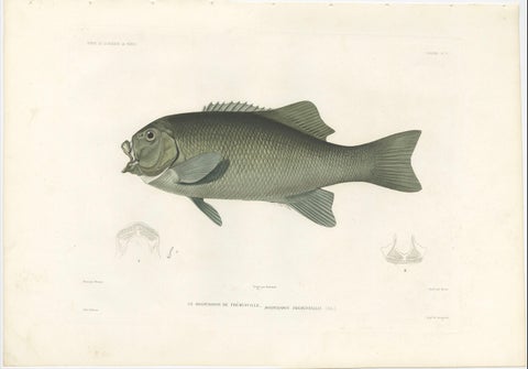 Antique Print of Fréminville’s Reef Fish, Hand-Colored French Lithograph, 1846, close-up 1