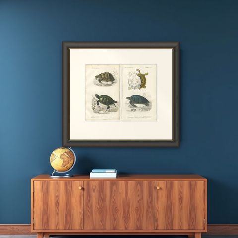 Set of 2 Original Antique Prints of Turtles, shown framed on a wall