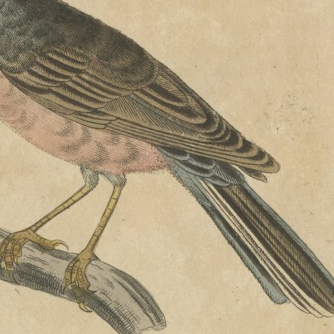 Goldcrest and Firecrest with Songbirds, Antique Bertuch Print, circa 1820, close-up 3