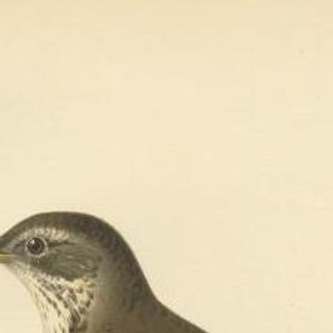 Antique Bird Print of the Hybrid of the Fieldfare and the Song Thrush, 1927, close-up 1