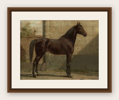 Antique Lithograph Print of East Prussian Horse, 1898, Good Condition, shown framed