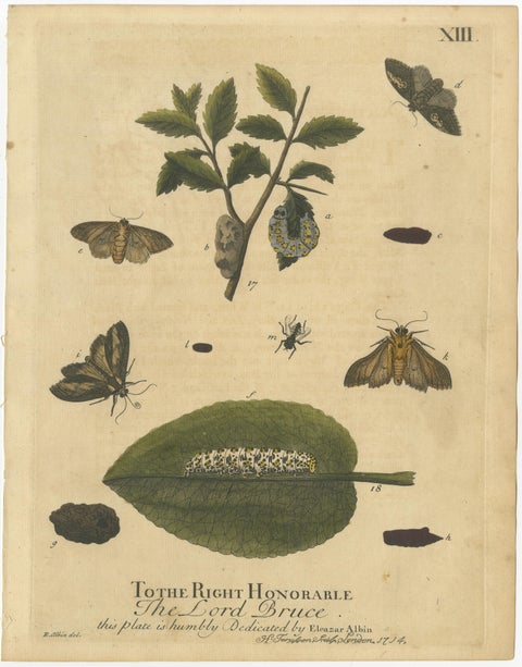 English Moths & Caterpillars, Buff-tip, Winter Moth & Allies, Albin 1720, view 2