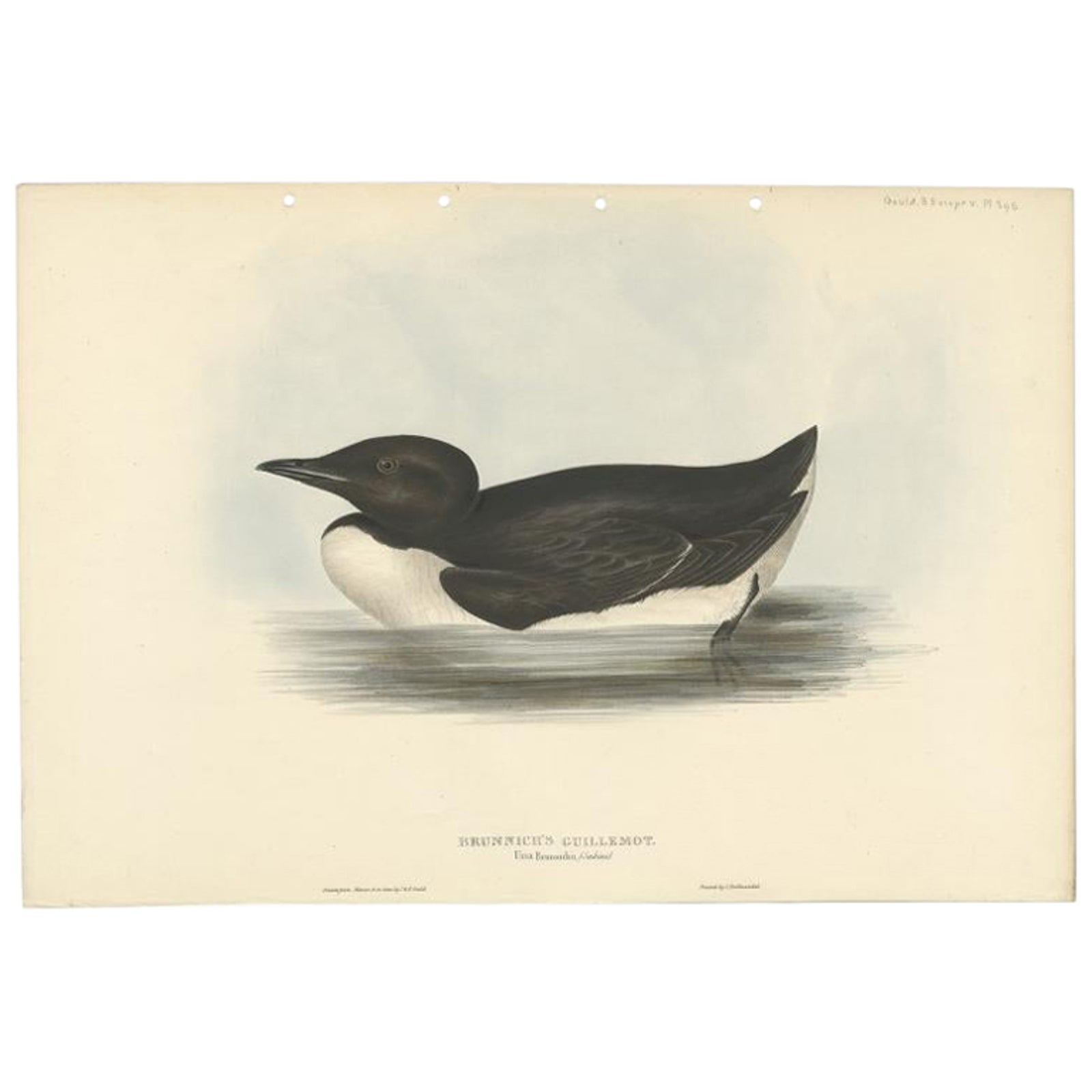 Brunnich’s Guillemot, Antique Bird Lithograph by John Gould, c.1832