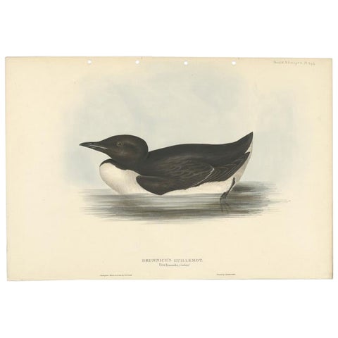 Brunnich’s Guillemot, Antique Bird Lithograph by John Gould, c.1832