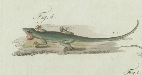 Original Antique Print of Five Exotic Lizards by Bertuch, 1802, close-up 2