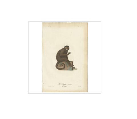 Rare Antique Hand-Colored Engraving of Le Sajou or Capuchin Monkey, circa 1898, view 2