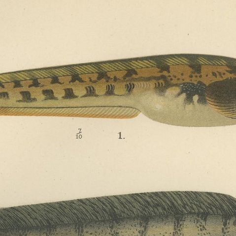 Viviparous Blenny, Wolf Fish, and Black Goby - Exquisite Scandinavian Fish Litho, close-up 6