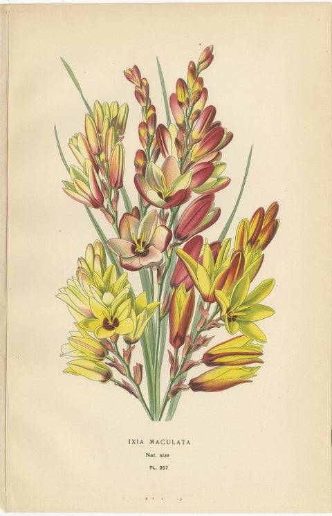 Antique Chromolithographs of Peacock Tiger-Flower, Crocus & Ixia, 1897, view 4