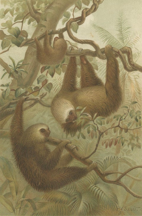 Two-Toed Sloth, Antique Natural History Chromolithograph, 1894, close-up 1