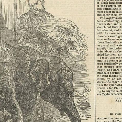 Antique Print of Pigmy Elephants and Lion Cubs, 1854, close-up 1