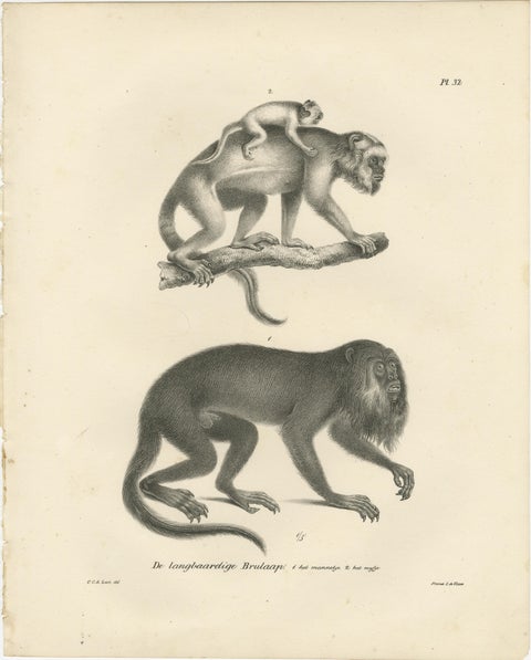 Forest Devil, Miriki & Long-bearded Howler Monkeys, Lithographs by C. Last, 1836, view 3