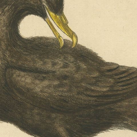 Antique Bird Print of the Great Black Petrel, close-up 2
