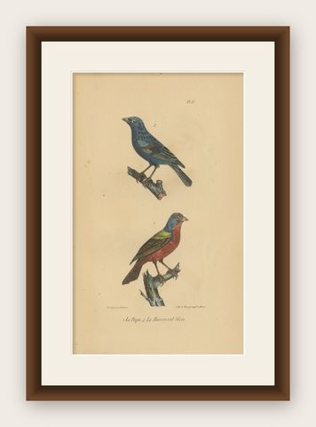 Pl. 55 Antique Bird Print of a Bunting & Bullfinch by Lejeune 'c.1830', shown framed
