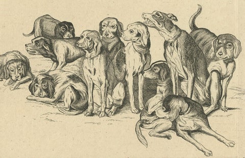 Eleven Hounds, Reversed 17th-Century Etching After Wenceslaus Hollar, c.1646, close-up 1