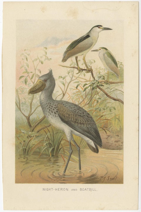 Authentic Chromolithograph Depicting a Night-Heron and Boatbill, 1895, view 2