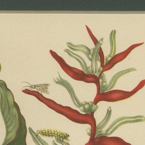 Heliconia with Insects, 19th-Century Lithograph after Merian’s Plate 54 (1705), close-up 5