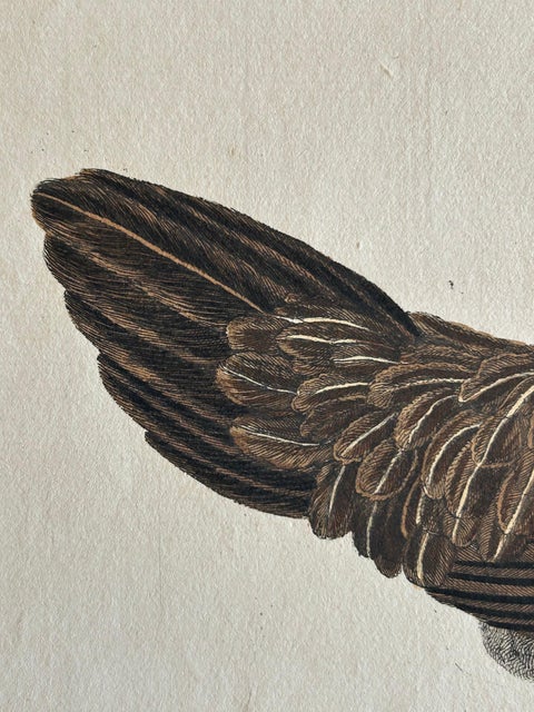 Hen, Gallus Domesticus Foemina, Nozeman & Sepp Antique Bird Print, c.1829, view 7