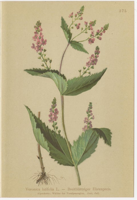 Antique Alpine Speedwell and Wulfenia Small Botanical Prints, Set of 8, 1897, view 7