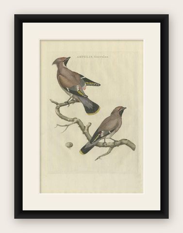 Bohemian Waxwing, Ampelis Garrulus from Nederlandsche Vogelen, 1797, shown framed