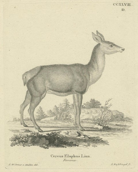 Antique Engraving of a Red Deer Hind (Cervus elaphus Linn., Femina), c.1800, close-up 1