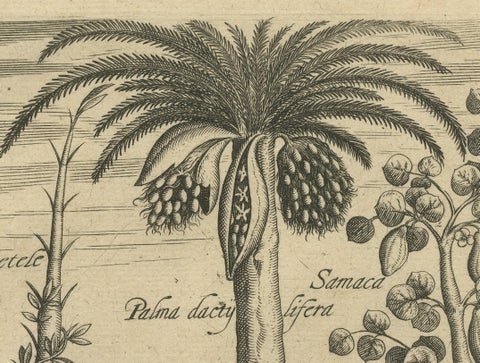 Cornucopia of India: Pineapples, Betel, Date Palms, Soursop, and Mangoes, 1601, close-up 2