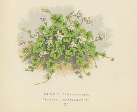 Primula Pedemontana and Alpine Toadflax, Hand-Coloured Print, 1874, close-up 2