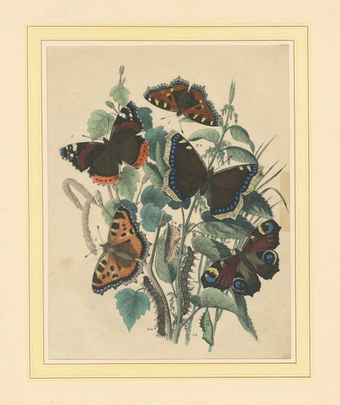 Lithograph of European Butterflies, Admirals, Tortoiseshells and Peacocks, 1863, close-up 5