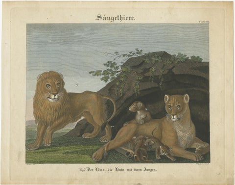 Antique Print of a Lion, Lioness and Lion Cubs, view 2