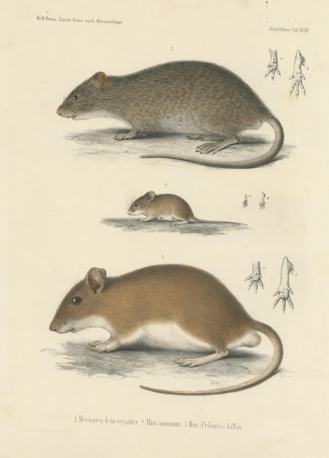 Antique Print of a Gerbil, Mouse and Rat, view 3