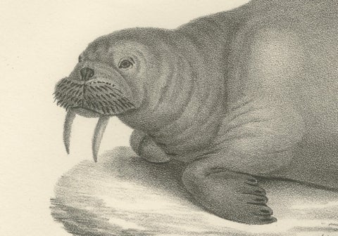 19th-Century Lithograph of Walruses in Arctic Habitat with Calf Illustration, close-up 4