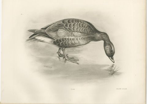 Grey Goose Feeding, Antique Bird Print after Lilian Medland, circa 1909