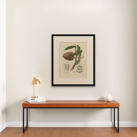 Annona Reticulata, Custard Apple Botanical Lithograph c.1864, shown framed on a wall