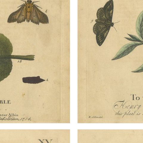 English Moths & Caterpillars, Buff-tip, Winter Moth & Allies, Albin 1720, close-up 2