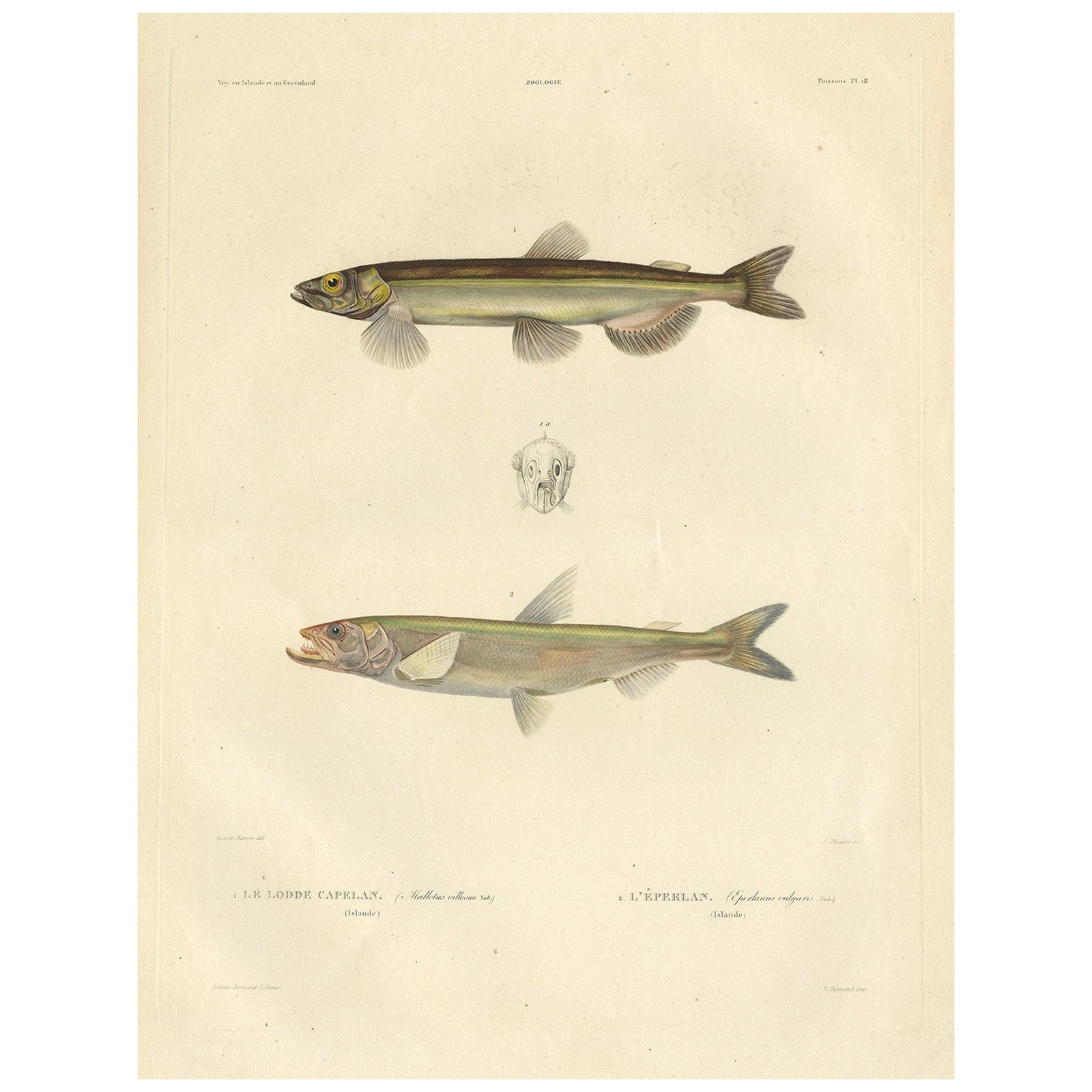 Capelin & Smelt, Antique Ichthyology Print, Greenland, Gaimard Voyage 1842