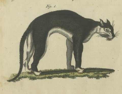 Striking 1805 Hand-Colored Engraving of Wild Cats and Predatory Mammals, close-up 4