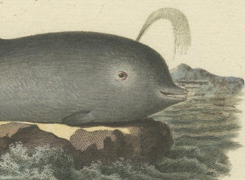 Northern Bottlenose Whale: Classic 18th Century Scientific Illustration, 1775, close-up 1