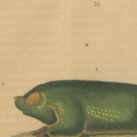 Subterranean Marvels: The Cape Golden Mole and the Common Hedgehog, 1845, close-up 3