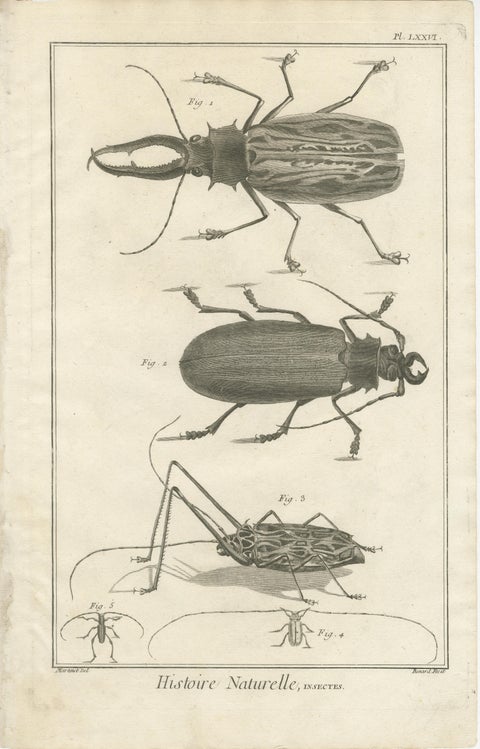 Pair of Antique Engravings of Beetles & Insects from Diderot’s Encyclopédie 1770, view 3