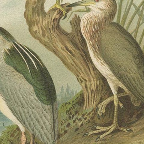 Antique Bird Print of the Black-Crowned Night Heron by Naumann, circa 1895, close-up 2