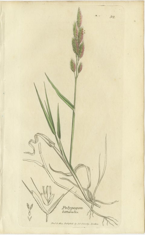 Antique Botanical Engravings of Meadow Foxtail, Polypogon & Agrostis, c.1830, view 5