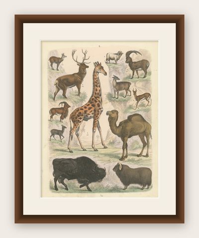 Ungulates Print: Giraffe, Camel, Bison & Antelope, Antique 1867, shown framed