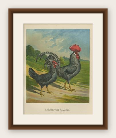 The Striking Cuckoo Italian Chicken - A Rare 19th Century Poultry Lithograph, shown framed