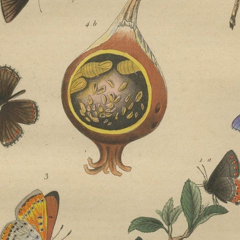 Antique Print of the Common Blue and Other Butterflies, ca.1835, close-up 2